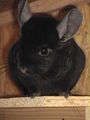 meine chinchillas 41236229