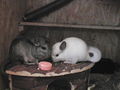 meine chinchillas 41238546