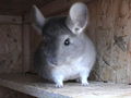 meine chinchillas 41239128