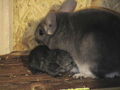 meine chinchillas 48155870