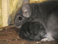 meine chinchillas 48155871