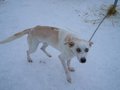 FINNLAND -> Aktuelles von der Husky F 11797651