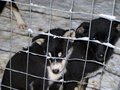 FINNLAND -> Aktuelles von der Husky F 11797992