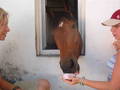 horses and more 3598671