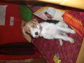 Herr Nilson mein hundi... 43064538