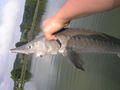 Fischen Am See 54362028