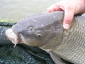 Fischen Am See 54362031