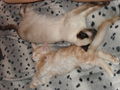 Gismo, Roxy, Mia, Blacky & Smooky ♥  70386525