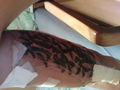 New Tattoo 50244136