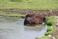 Tierpark Preding Wettmannstätten 76247351