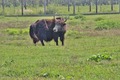 Tierpark Preding Wettmannstätten 76247355