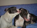 My two favorite Pit Bull´s 8532544