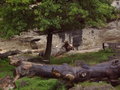 Tierpark Hellbrunn 18434562