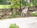 Tierpark Hellbrunn 18434765