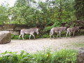 Tierpark Hellbrunn 18434999