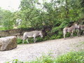 Tierpark Hellbrunn 18435077