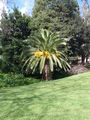 Madeira 52468457