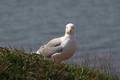 01.05.2006 --- HELGOLAND TRIP 6131048