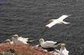 01.05.2006 --- HELGOLAND TRIP 6131078