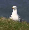 01.05.2006 --- HELGOLAND TRIP 6131087