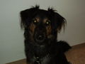 mein Hund "Bentley" 68500597