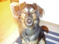 mein Hund "Bentley" 68500604