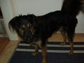 mein Hund "Bentley" 68500610