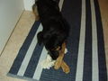 mein Hund "Bentley" 68500630