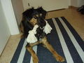 mein Hund "Bentley" 68500641