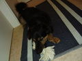 mein Hund "Bentley" 68500646