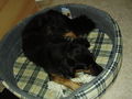 mein Hund "Bentley" 68500650