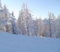 Snowboarden Near Sibiria 50774986