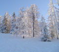 Snowboarden Near Sibiria 50775110