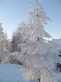 Snowboarden Near Sibiria 50775158