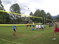 Volleyball 24466801