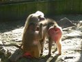 Tierpark St. Haag 28552379