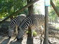 Tierpark St. Haag 28552388