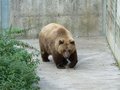 Tierpark St. Haag 28552413