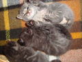 !:::::Kitty's ganzer Stolz:::::! 59034478