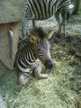 Tierpark Stadt Haag 62172656