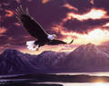 Purple Eagle 9216618