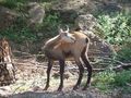 zoo salzburg sommer 09 65354948