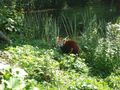 zoo salzburg sommer 09 65355489