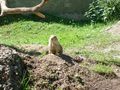 zoo salzburg sommer 09 65355810