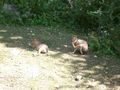 zoo salzburg sommer 09 65356446