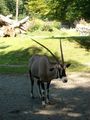 zoo salzburg sommer 09 65357003