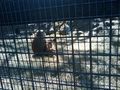 tierpark haag :) 57481419