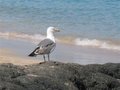 Fuertaventura Juni 2007 26261035