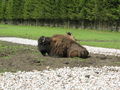 Urlaub Salachtal 2009 (Großglockner) 61038690