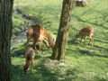 ~ Tierpark Schmieding u Wels 2009 ~ 57756201